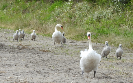 Heb je wel gehoord van de zeven de zeven.....