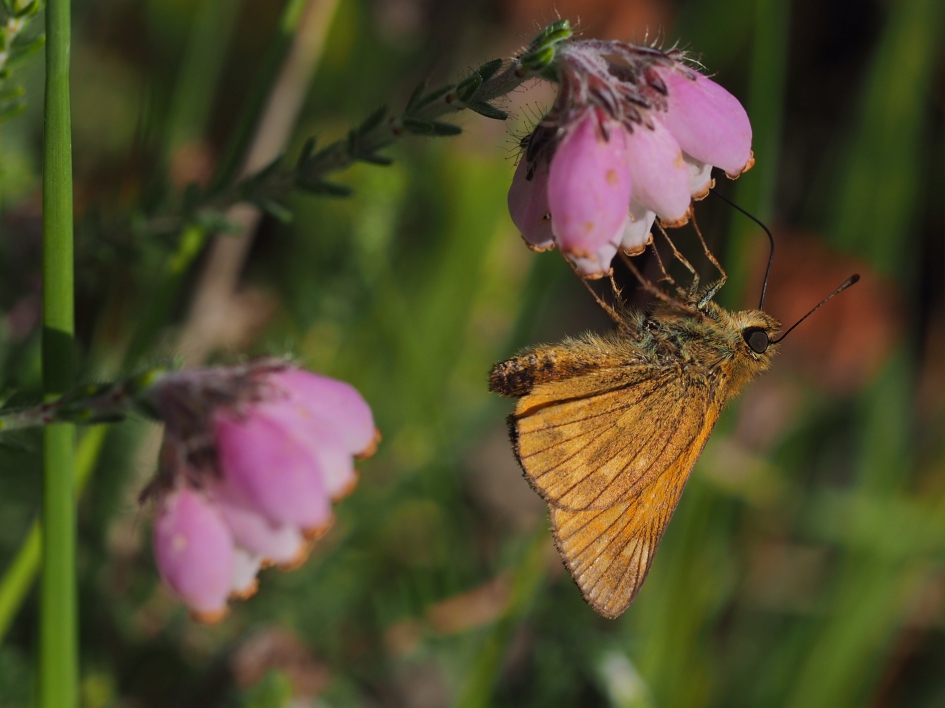 Heerlijke hangplek - Geleedpotigen - Groot dikkopje