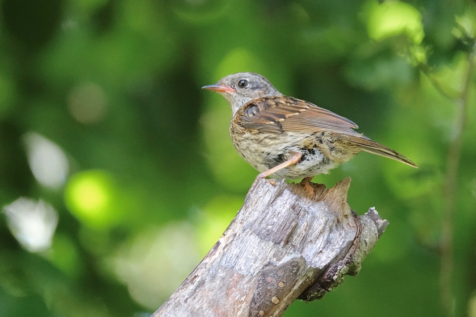 Heggen puber - Vogels - Heggenmus