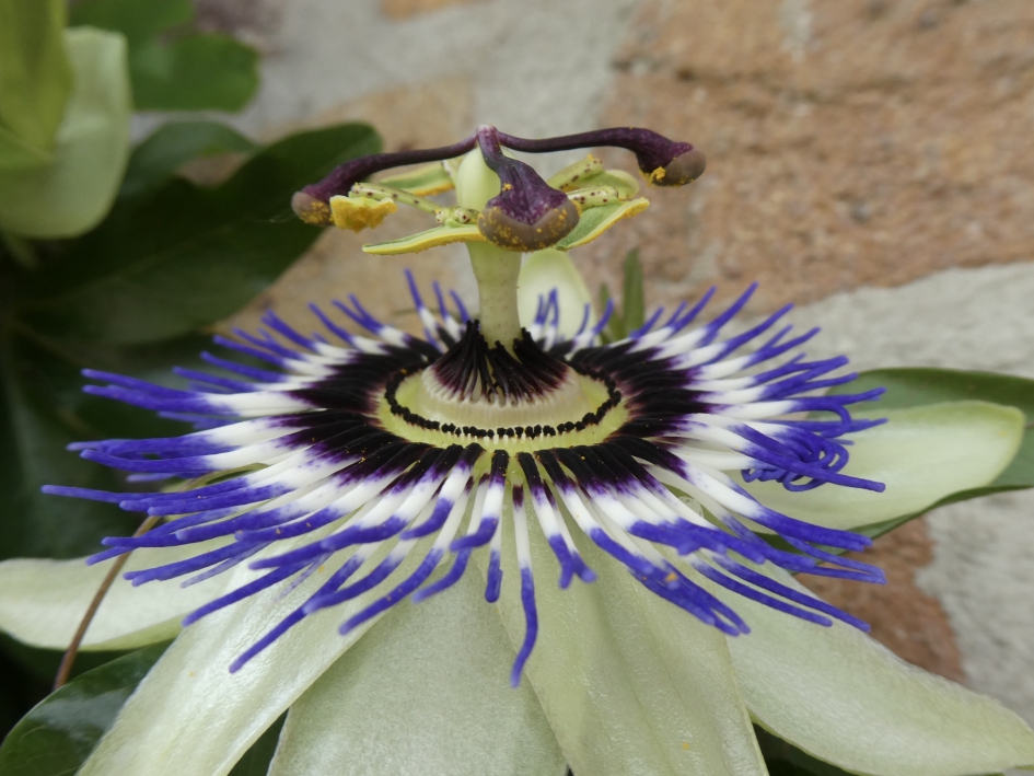 “Helicopter” - Planten - 