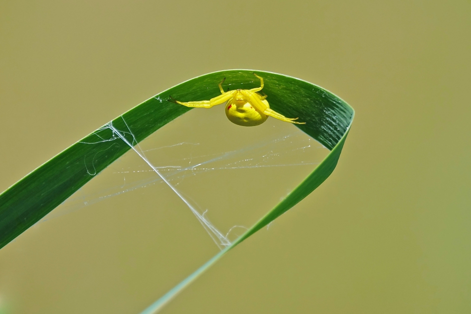 Hinderlaag - Geleedpotigen - Gewone Kameleonspin