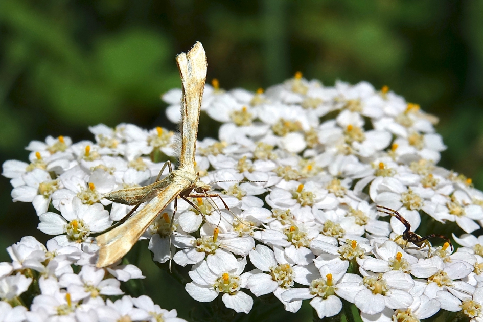 Hoefbladvedermot - Geleedpotigen - Hoefbladvedermot
