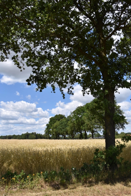 Hollandse lucht boven graanveld