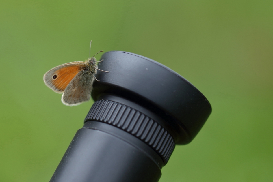 hooibeestje - Geleedpotigen - hooibeestje