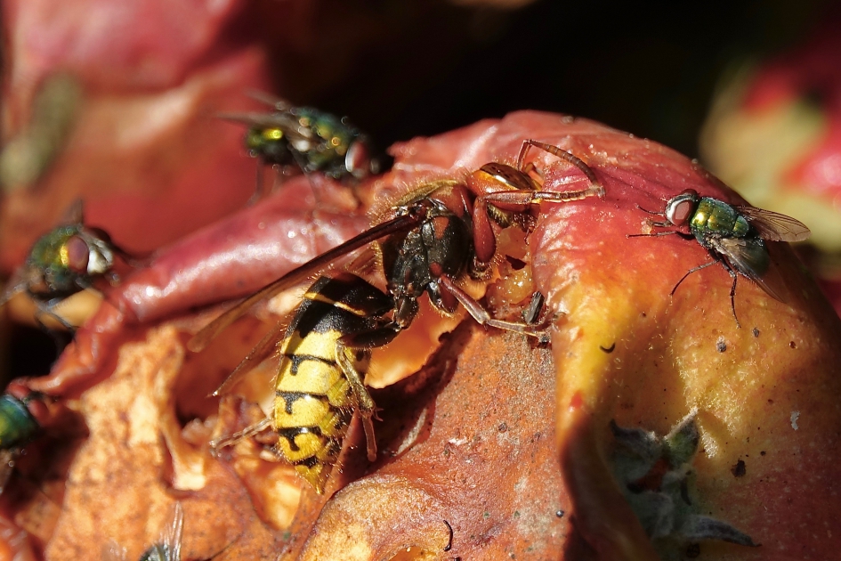 Hoornaar op fruitcocktail - Geleedpotigen - Hoornaar
