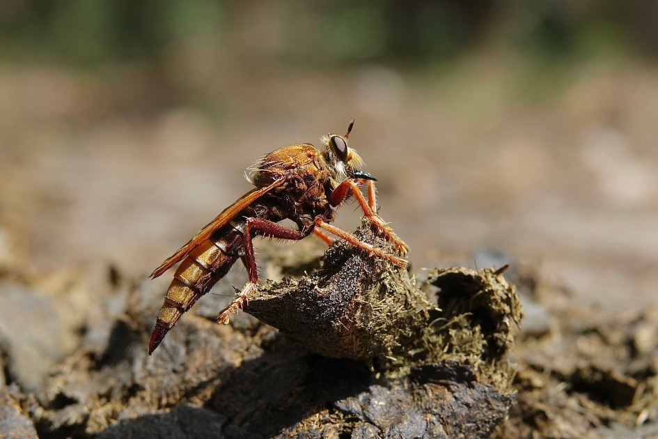 Hoornaarroofvlieg vrouwtje - Geleedpotigen - Hoornaarroofvlieg