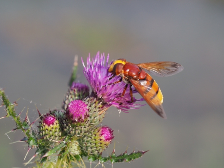 Hoornaarzweefvlieg