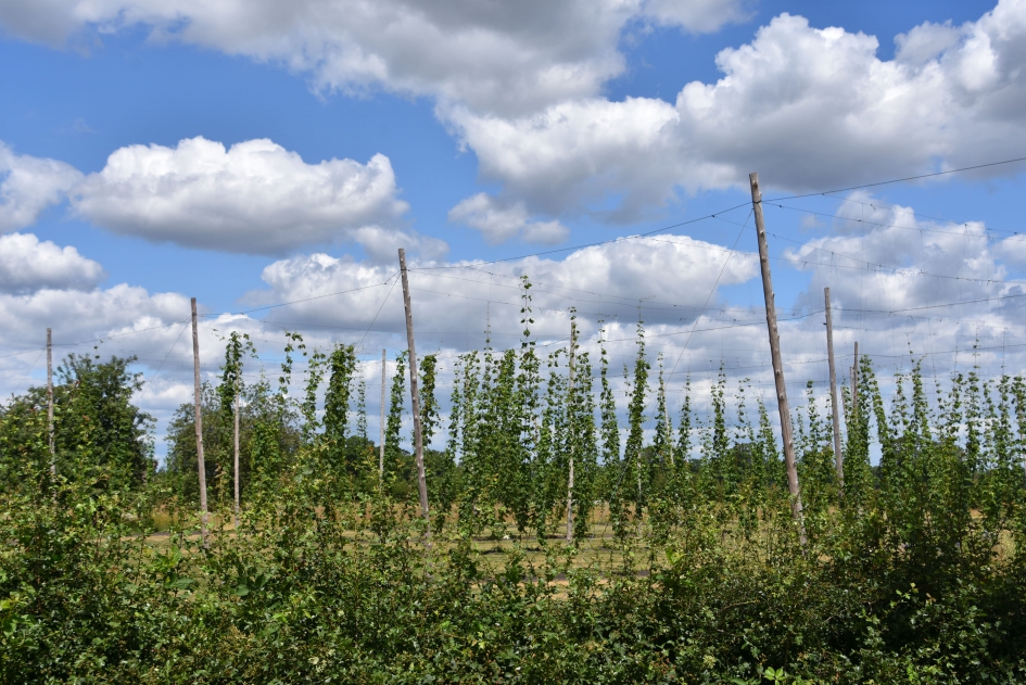 Hop - Weer en landschap - 