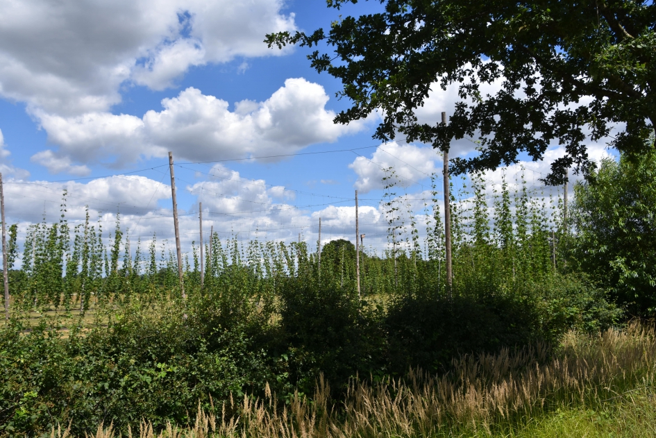 Hop - Weer en landschap - 