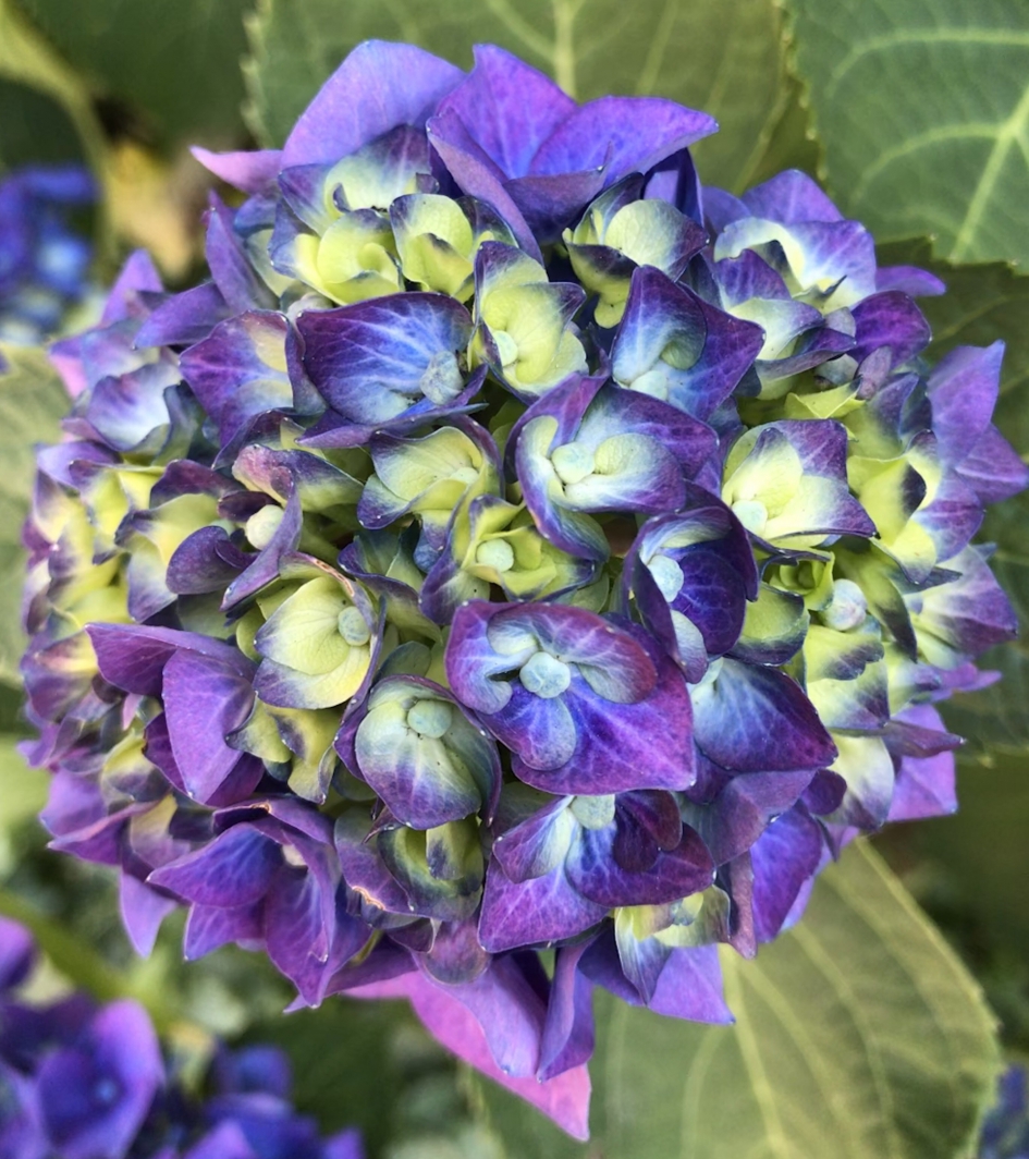 Hortensia - Planten - 