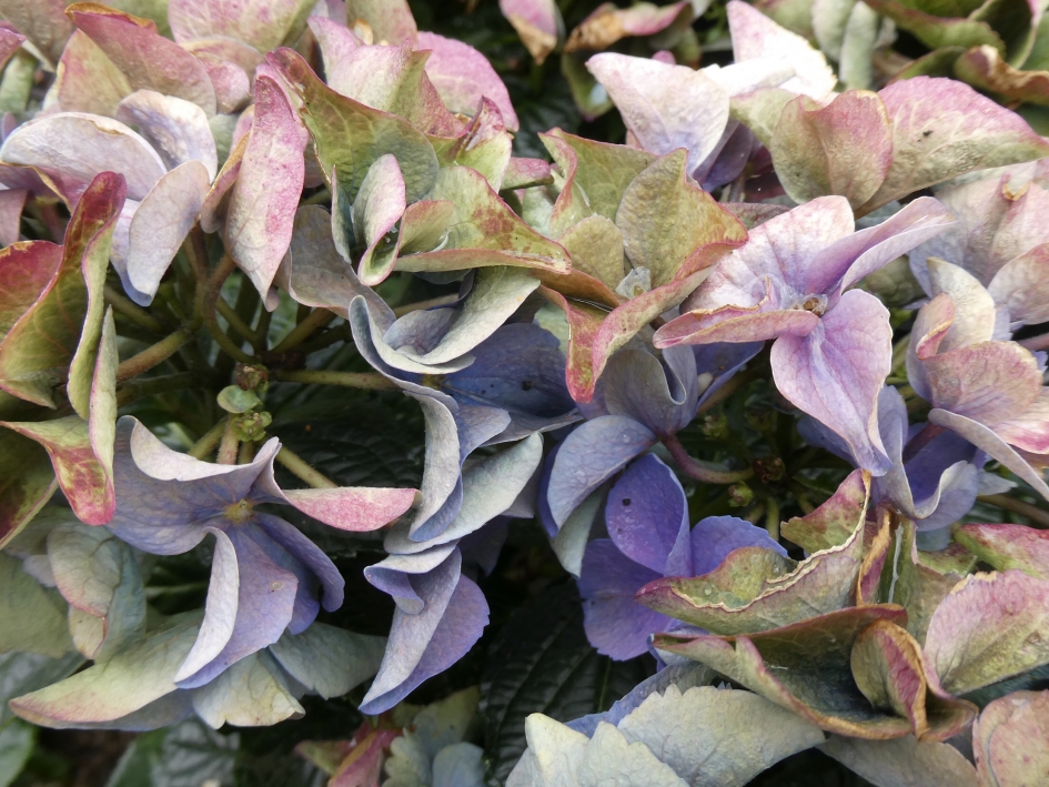 Hortensia - Planten - 