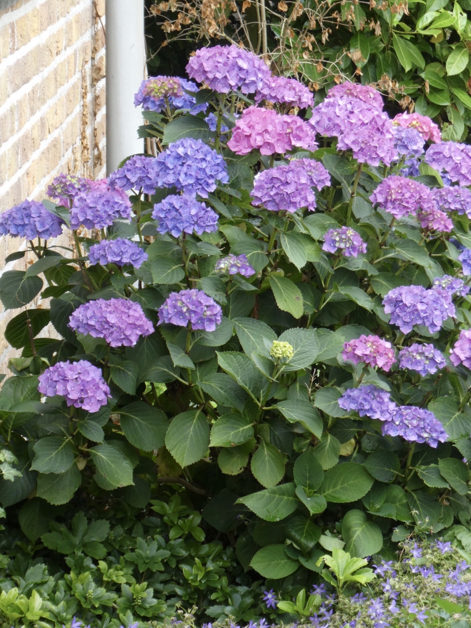 Hortensia struik - Planten - 