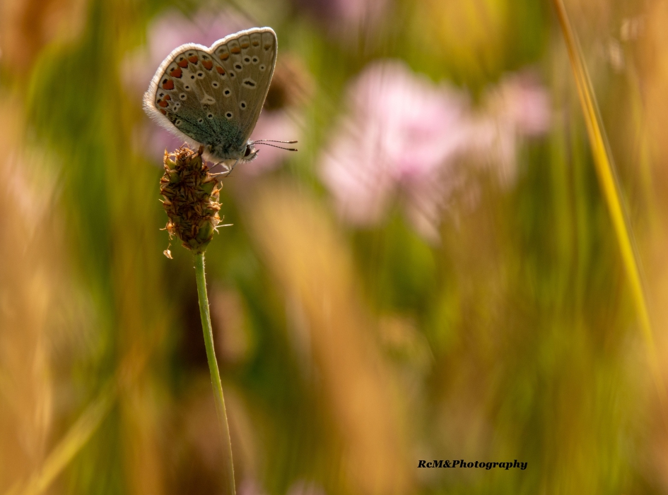 Icarusblauwtje. - Geleedpotigen - Icarusblauwtje.