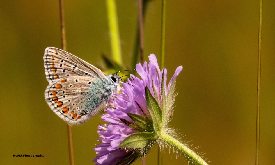 Icarusblauwtje. - Geleedpotigen - Icarusblauwtje.