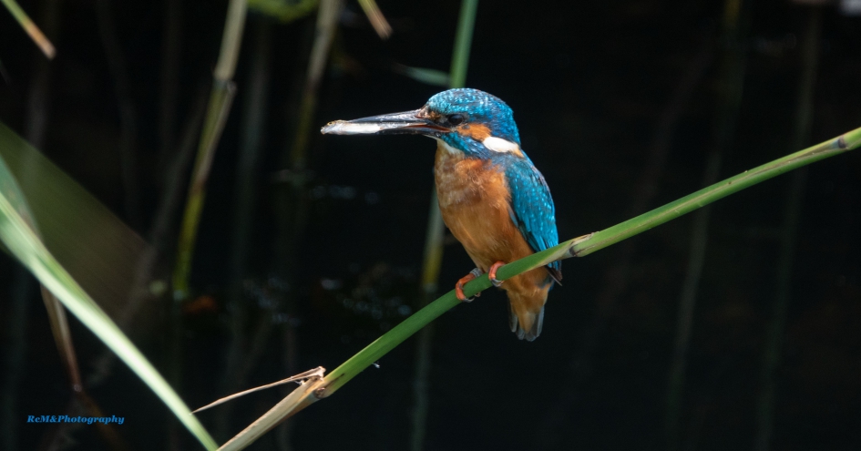 IJsvogel. - Vogels - IJsvogel.