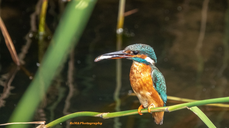 IJsvogel. - Vogels - IJsvogel.