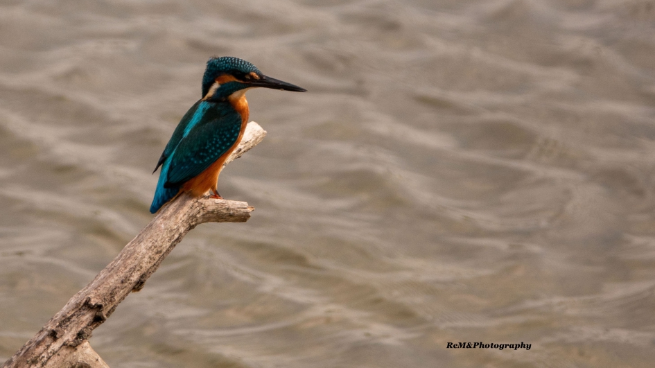 IJsvogel. - Vogels - IJsvogel.