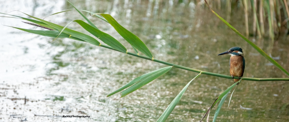 IJsvogel. - Vogels - IJsvogel.