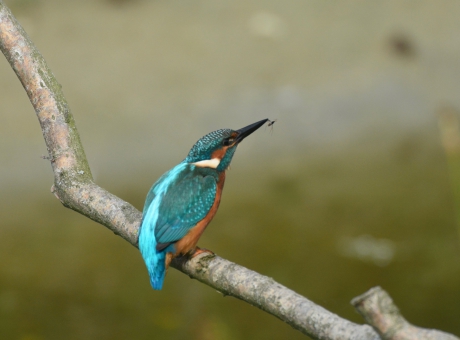 Ijsvogel eet Dansmug