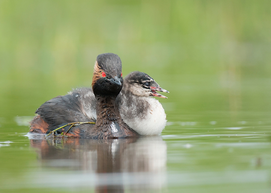 Ik zit hier best - Vogels - Geoorde Fuut