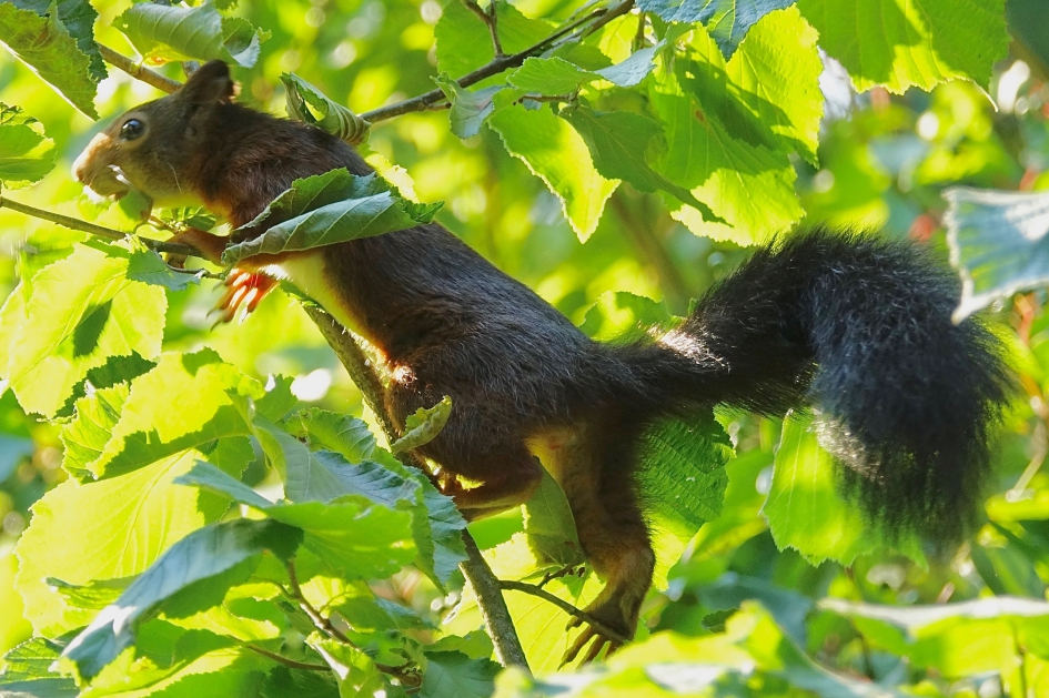 In de Hazelaar - Zoogdieren - Eekhoorn