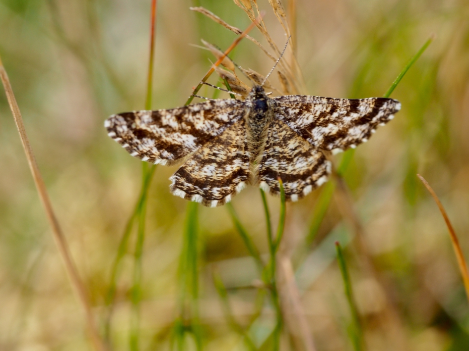 In zijn biotoop - Geleedpotigen - Gewone heispanner