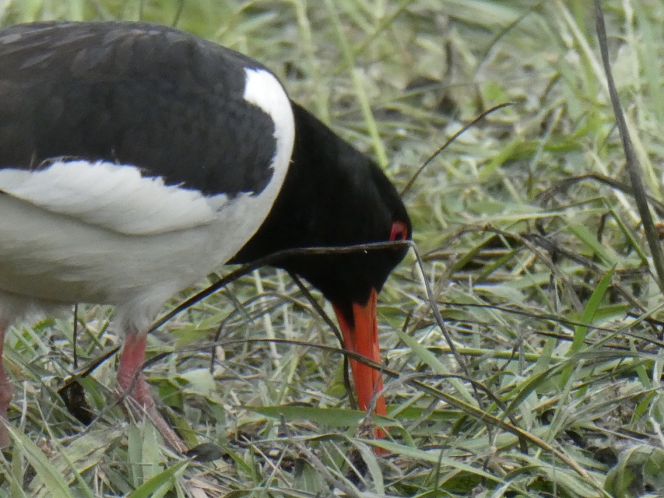 Is er nog iets te vinden? - Vogels - 