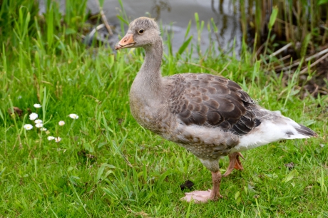 Jonge gans