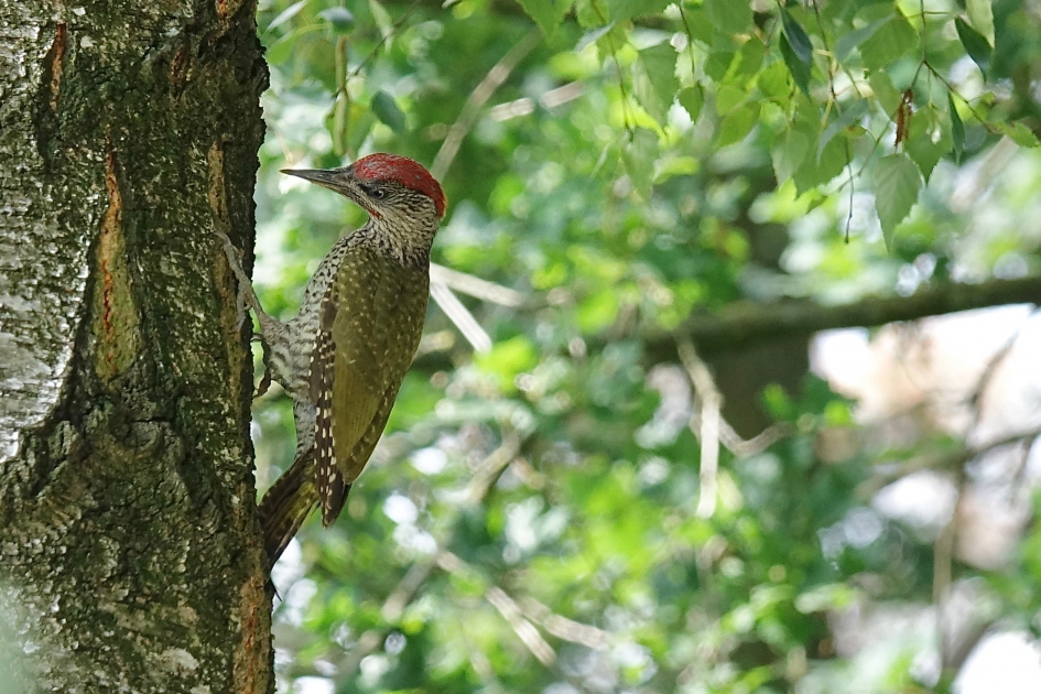 Jonge Groene Specht - Vogels - Groene Specht