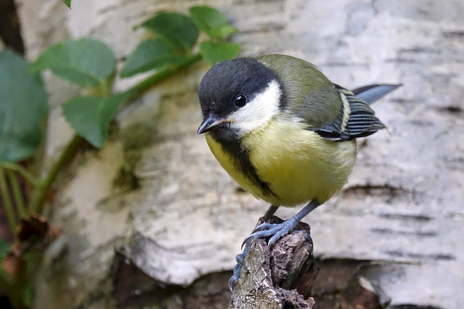 Jongetje - Vogels - Koolmees