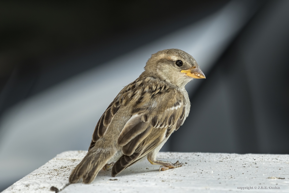 Jonge mus - Vogels - Mus