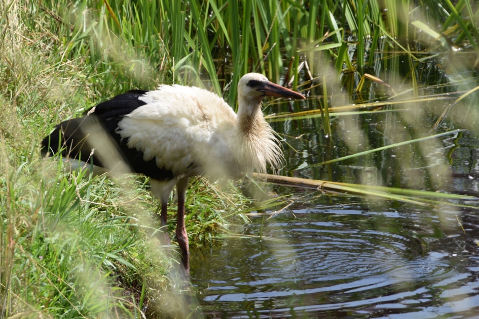 Jonge ooievaar - Vogels - 