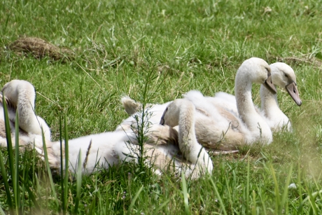 Jonge zwanen