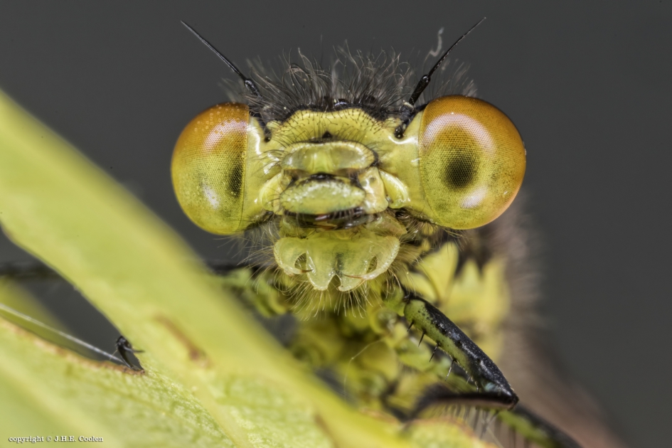 Juffer - Geleedpotigen - Juffer