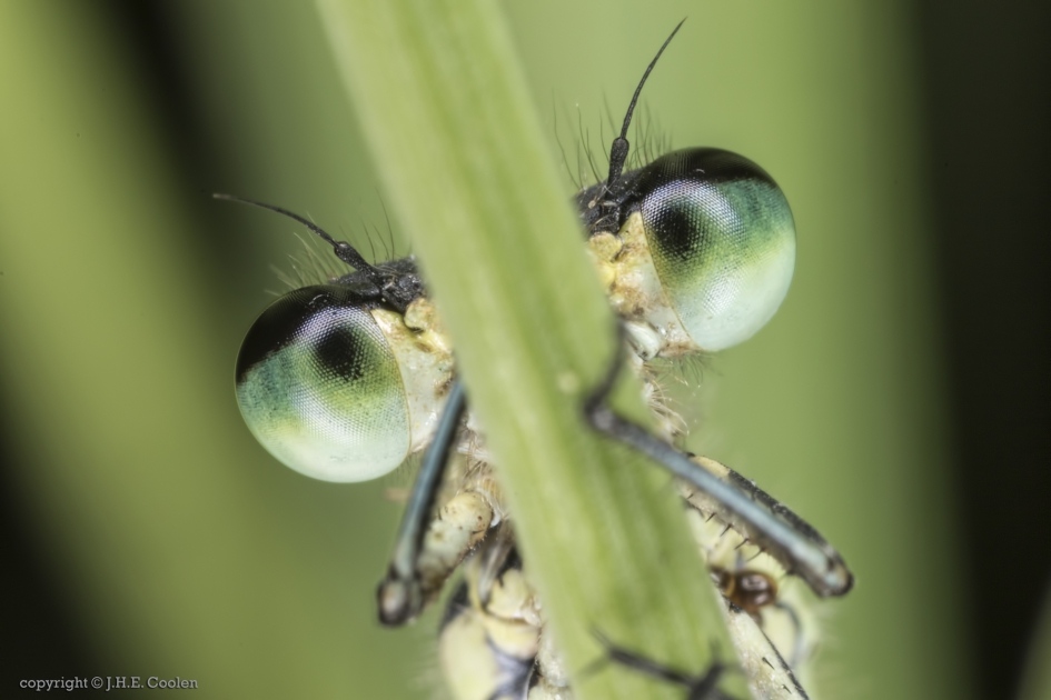 Juffer in het groen - Geleedpotigen - Juffer