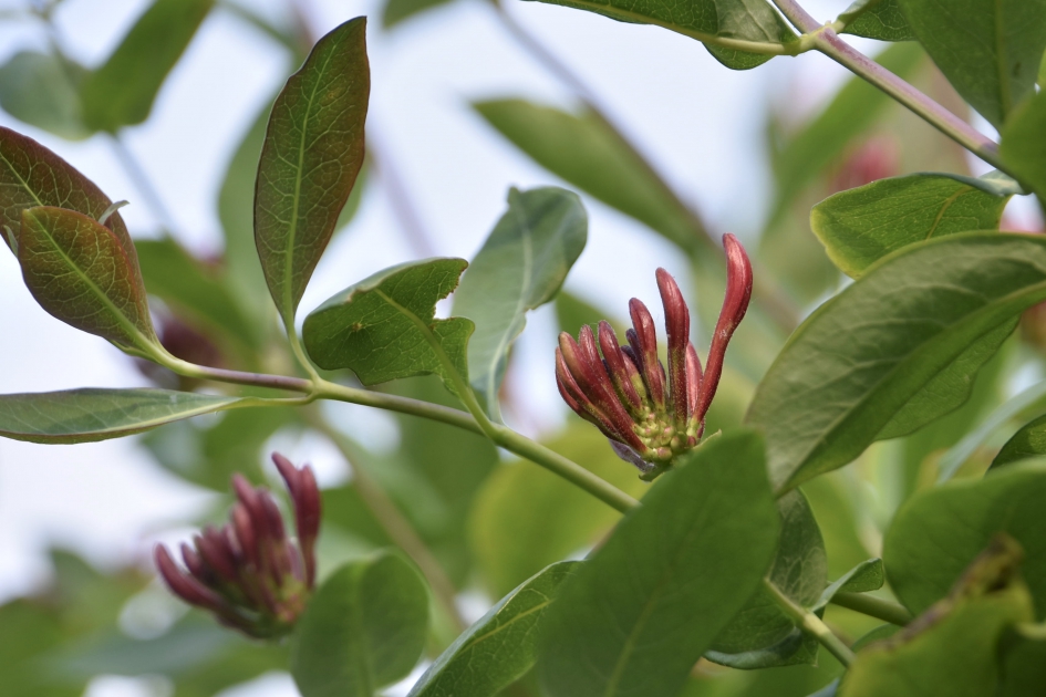 Kamperfoelie - Planten - 