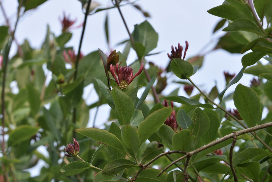 Kamperfoelie - Planten - 