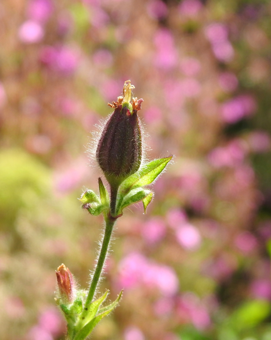 Kelkbuis - Planten - Dagkoekoeksbloem