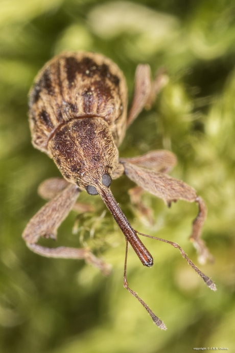 Kersenpitkever (Furcipus rectirostris)