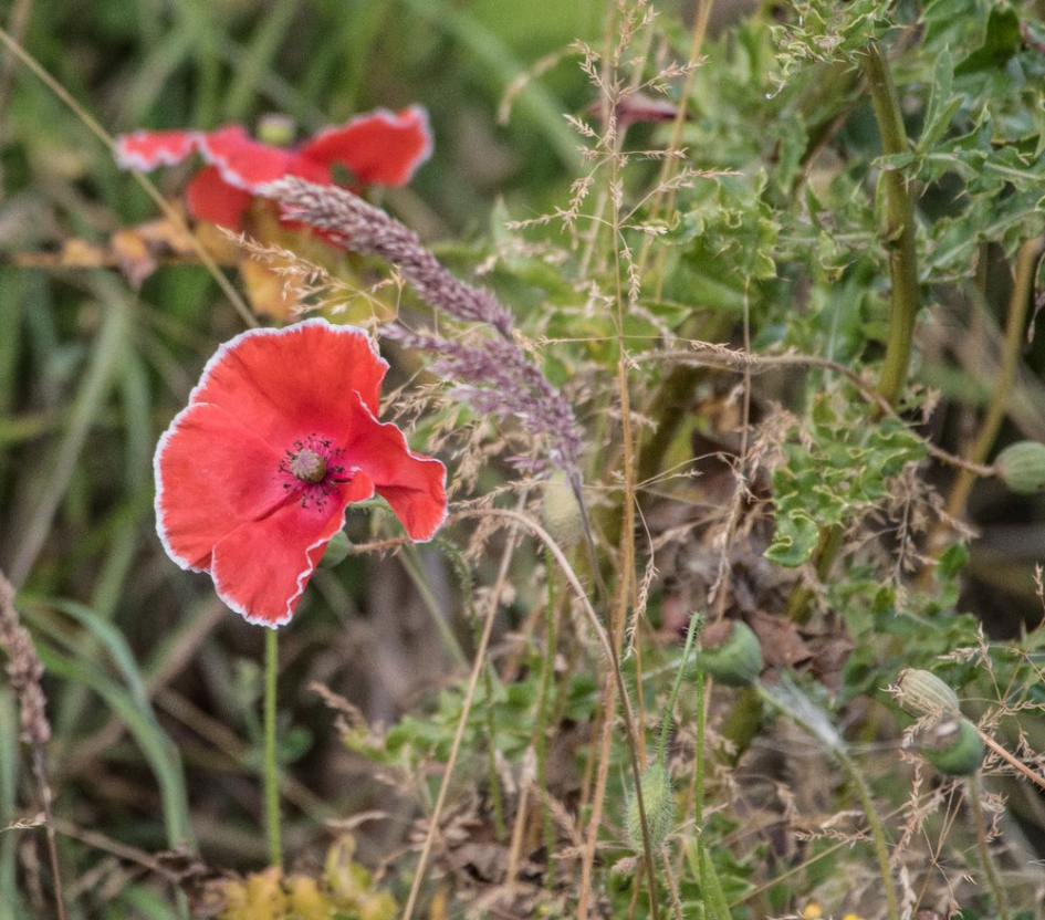 Klaproos met wit randje - Planten - Grote klaproos