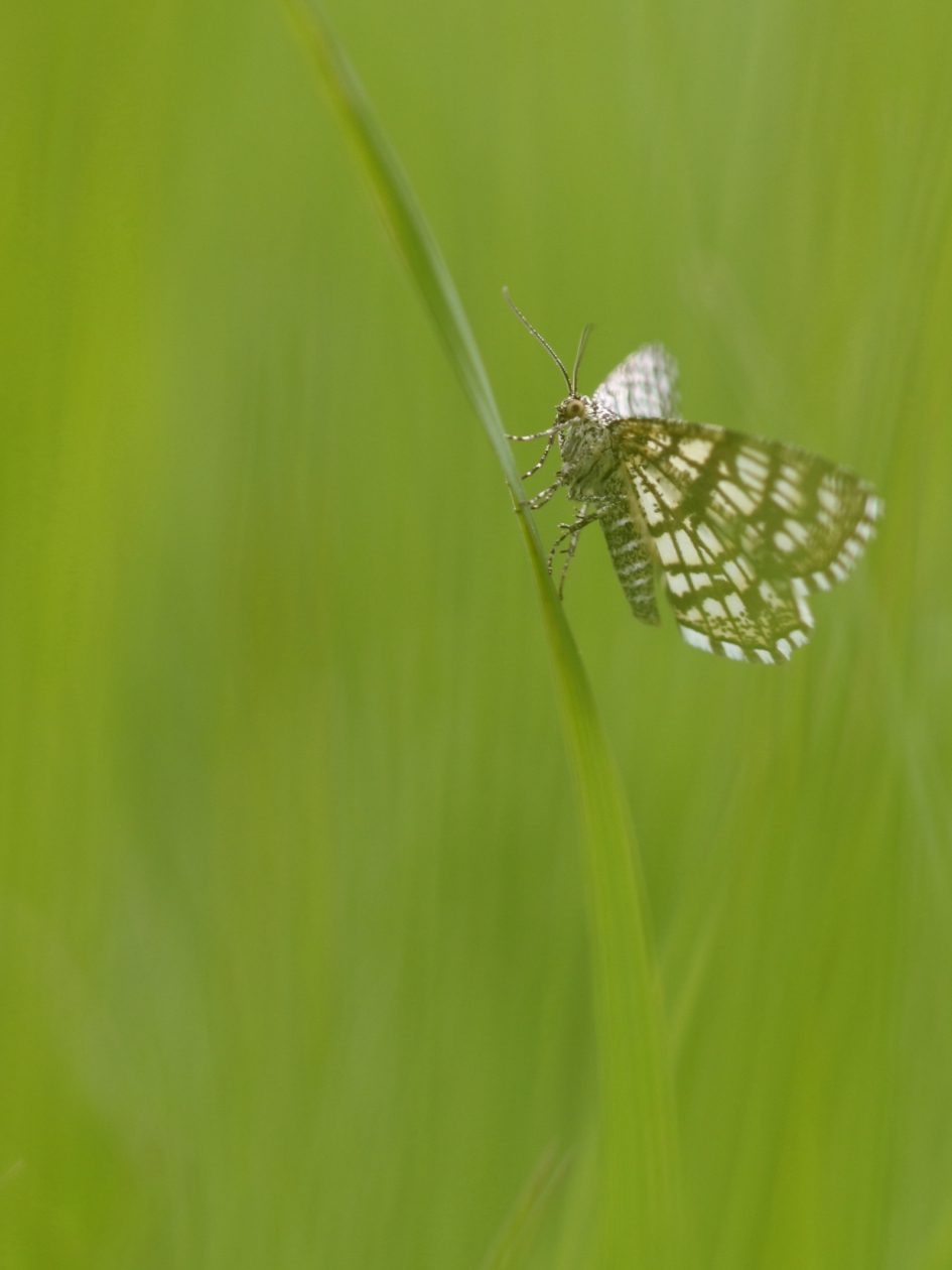 klaverspanner - Geleedpotigen - klaverspanner