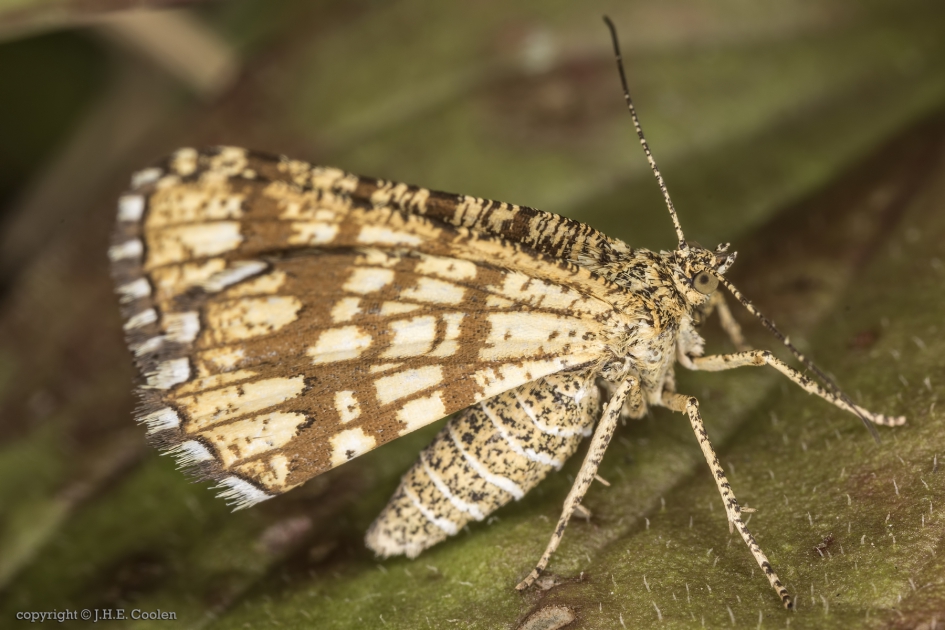 Klaverspanner (Chiasmia clathrata) - Geleedpotigen - Klaverspanner
