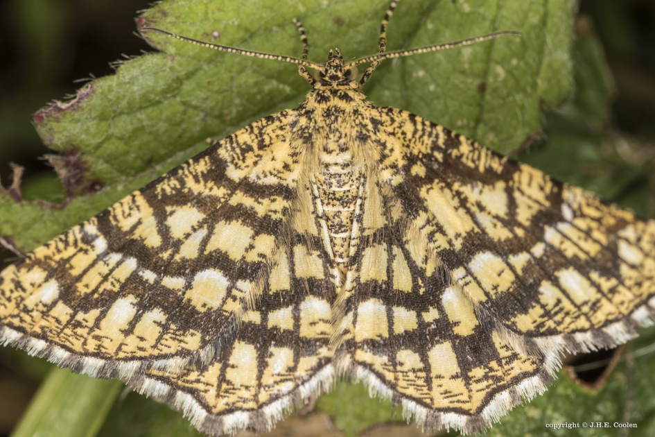 Klaverspanner (Chiasmia clathrata) - Geleedpotigen - Klaverspanner