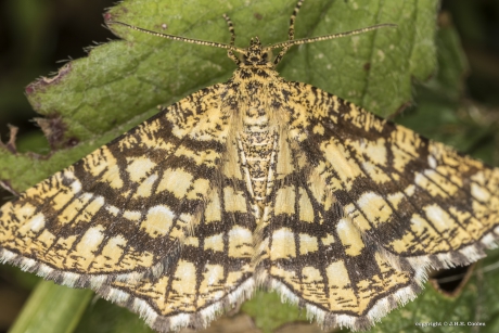 Klaverspanner (Chiasmia clathrata)