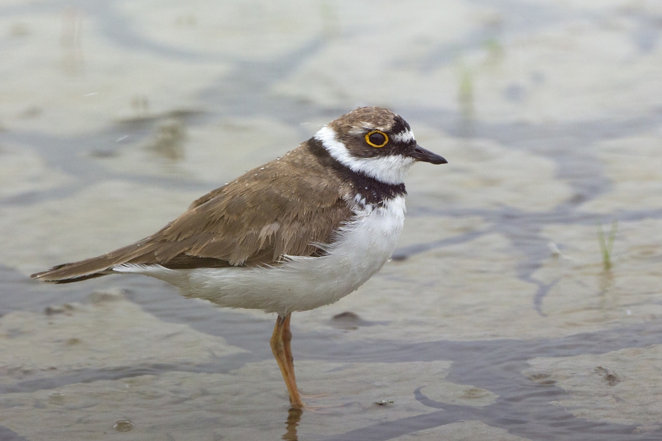 Klein - Vogels - Kleine Plevier