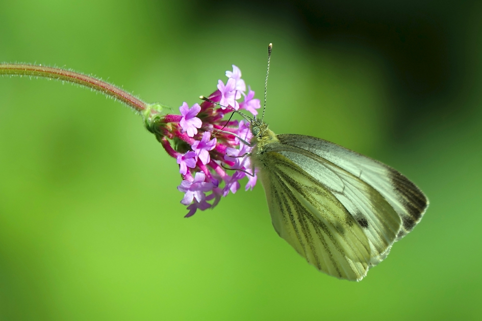 Klein Geaderd Witje - Geleedpotigen - Klein Geaderd Witje