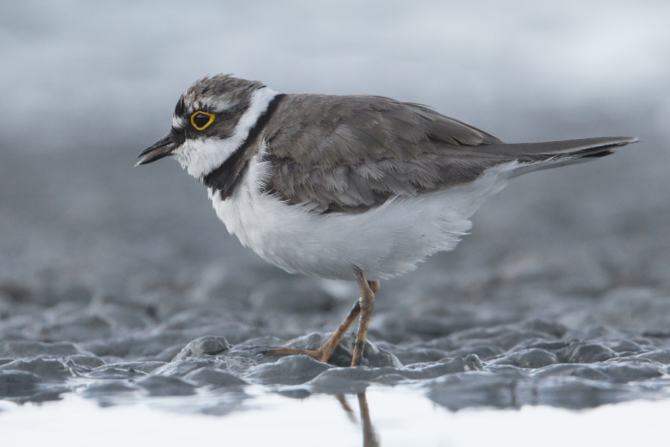 Klein maar fijn ... - Vogels - Kleine Plevier