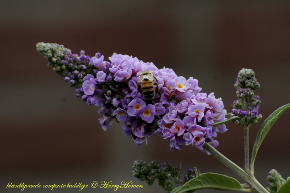 kleinblijvende compacte buddleja - Planten - 