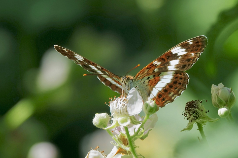Kleine IJsvogelvlinder 2 - Geleedpotigen - Kleine IJsvogelvlinder