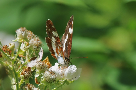 Kleine IJsvogelvlinder